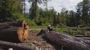 Best Tree Preservation Services  in Smyrna, TN