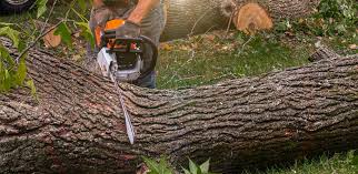 Reliable Smyrna, TN Tree Removal Solutions