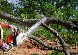 Best Lawn Renovation and Restoration  in Smyrna, TN