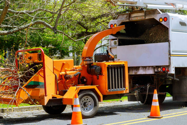 Seasonal Cleanup (Spring/Fall) in Smyrna, TN