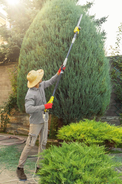 Best Palm Tree Trimming  in Smyrna, TN