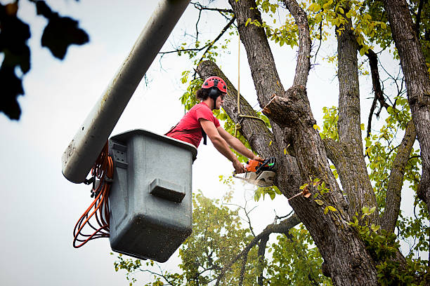 Best Tree Removal  in Smyrna, TN