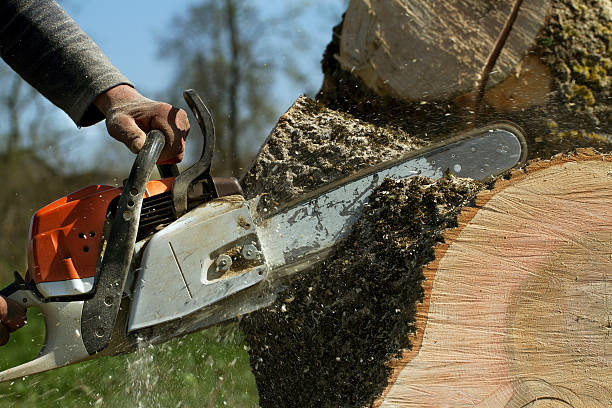 Best Leaf Removal  in Smyrna, TN